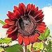 photo RattleFree Velvet Queen Sunflower Seeds for Planting | Heirloom | Non-GMO | 50 Sunflower Seeds per Planting Packet | Fresh Garden Seeds