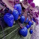 MITRAEE 100pcs Blue Strawberry Fruit Seeds photo / $9.90