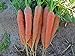 photo Bulk Organic Carrot Seeds Scarlet Nantes (1/2 Lb)