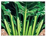 Semillas de acelga verde de corte liso - verduras - beta vulgaris - 750 semillas aproximadamente - las mejores semillas de plantas - flores - frutas raras - remolachas verdes lisas - idea de regalo foto / 10,71 €
