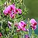 foto 20 teile/beutelsamen, schöne attraktive offene bestäute aromatische kraut blumen pflanze erbsensamen für haushalt pflanzt gartgarten im freien 1. Samen
