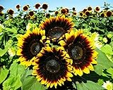 25+ Seeds Sunflower : Pro Cut (BTL) Bicolor Sunflower Fresh photo / $28.00