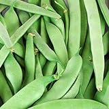 Roma II Bush Beans, 50 Count Seed, Planting, Non-GMO Bush Bean, Country Creek Acres Brand photo / $3.99 ($0.08 / Count)