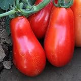 Organic San Marzano Short Vine Tomato ~25 Seeds - Organic, Heirloom, Open Pollinated, Non-GMO, Farm & Vegetable Gardening Seeds photo / $2.99