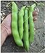 photo David's Garden Seeds Bean Fava Vroma 1715 (Green) 25 Non-GMO, Open Pollinated Seeds