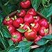 photo Burpee Cherry Stuffer Sweet Pepper Seeds 25 seeds