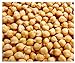 photo Garbanzo Bean Seeds - Chickpea Seeds - 30+ Seeds