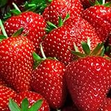 9GreenBox Albion Strawberry Plants Organic Grown 20 Bare Root Crowns Day Neutral Non-GMO photo / $14.19 ($0.71 / Count)