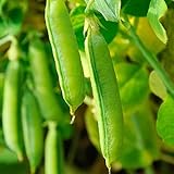 Sugar Snap Pea Garden Seeds - 5 Lbs - Non-GMO, Heirloom Vegetable Gardening Seed photo / $33.91 ($0.42 / Ounce)