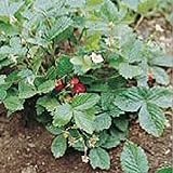 Alexandria Strawberry Seeds (20+ Seeds) | Non GMO | Vegetable Fruit Herb Flower Seeds for Planting | Home Garden Greenhouse Pack photo / $3.69 ($0.18 / Count)