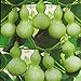 foto Semillas de calabaza de botella gigante 5+ Lagenaria Siceraria, Dipper Gourd, Aka Calabash Seeds Vegetables Vine for Bonsai Garden Outdoor Yard Planting