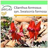 SAFLAX - Guisante del desierto de Sturt - 20 semillas - Clianthus formosus foto / 3,95 €