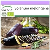 SAFLAX - Ecológico - Berenjena - Púrpura Larga - 20 semillas - Solanum melongena foto / 3,95 €