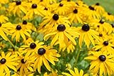 Sweet Yards Seed Co. Black Eyed Susan Seeds – Extra Large Packet – Over 100,000 Open Pollinated Non-GMO Wildflower Seeds – Rudbeckia hirta photo / $7.97