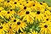 photo Sweet Yards Seed Co. Black Eyed Susan Seeds – Extra Large Packet – Over 100,000 Open Pollinated Non-GMO Wildflower Seeds – Rudbeckia hirta