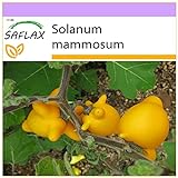 SAFLAX - Ubre de vaca - 10 semillas - Solanum mammosum foto / 3,95 €