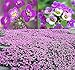 photo BIG PACK - (60,000+) Alyssum Royal Carpet Seeds - Fragrant Lobularia maritima - Attracts Honey Bees, Butterfly - Ground Cover for Zones 3+ Flower Seeds By MySeeds.Co (Big Pack - Alyssum Royal Carpet)