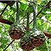 foto Semillas de calabaza para plantar,Calabazas para crecer,Lagenaria Siceraria,Semillas de siceraria,Botella de mezcla de semillas de calabaza-5 PCS