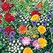 photo Roll Out Flower Seeded Mats That Attract Butterflies - Set of 2, Butterfly