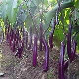 Long Purple Eggplant Seed for Planting | 150+ Seeds | Non-GMO Exotic Heirloom Vegetables | Great Gardening Gift photo / $7.98