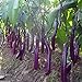 photo Long Purple Eggplant Seed for Planting | 150+ Seeds | Non-GMO Exotic Heirloom Vegetables | Great Gardening Gift