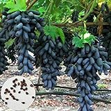 Samen für Pflanzen, 100 Stück schwarze Finger Traubenkerne leckere Obstpflanze Garten Bonsai Dach Dekor – Traubensamen foto / 5,24 €