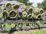 20 PC semillas de girasol gigantes grandes semillas de flor de girasol negro semillas de girasol gigante ruso para el jardín de foto / 3,99 €