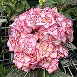 Oce180anYLVUK Hortensiensamen, 1 Beutel Hortensiensamen Seltene Kleine Kugelförmige Blumensamen Riesige Schneebälle Für Den Garten Rosa Hortensie foto / 2,01 €