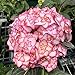 foto Oce180anYLVUK Hortensiensamen, 1 Beutel Hortensiensamen Seltene Kleine Kugelförmige Blumensamen Riesige Schneebälle Für Den Garten Rosa Hortensie