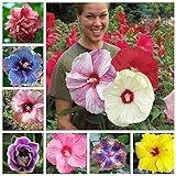 100+ Pcs Mixed Hibiscus Seeds Giant Flowers Perennial Flower - Ships from Iowa, USA photo / $7.98 ($0.08 / Count)