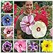 photo 100+ Pcs Mixed Hibiscus Seeds Giant Flowers Perennial Flower - Ships from Iowa, USA