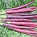 photo David's Garden Seeds Carrot Cosmic Purple 1199 (Purple) 200 Non-GMO, Heirloom Seeds