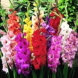 Mixed Gladiolus Flower Bulbs - 50 Bulbs Assorted Colors photo / $24.99