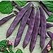 photo David's Garden Seeds Bean Pole Dow Purple Podded 9975 (Purple) 50 Non-GMO, Open Pollinated Seeds