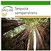 foto SAFLAX - Secuoya roja - 50 semillas - Con sustrato estéril para cultivo - Sequoia sempervirens