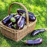 500+ Purple Aubergine Eggplant Seeds Non-GMO Vegetable photo / $10.99 ($0.02 / Count)