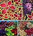 photo 100+ Rare Mixed Coleus Flowers Seeds Rainbow Coleus Wizard Mixed Perennial Foliage Plant