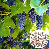 Oce180anYLVUK Grape Seeds,50 Stück/Beutel Traubenkerne Phyto-Nährstoffe Reich an Vitaminen Mehrjährige Topffruchtsamen für den Balkon Grape Seeds foto / 2,84 €