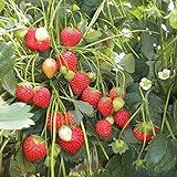 100 graines de fraises grimpantes (Climbing Strawberry) photo / 3,69 €