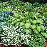 Mixed Heart-Shaped Hosta Bare Roots - Rich Green Foliage, Low Maintenance, Heart Shaped Leaves - 6 Roots photo / $17.99 ($3.00 / Count)