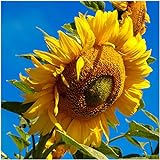 Seed Needs, 300 Large Mammoth Grey Stripe Sunflower Seeds For Planting (Helianthus annuus) These Sun Flowers are Perfect for the Garden, Attracts Birds, Bees and Butterflies! BULK photo / $8.99 ($8.99 / Count)