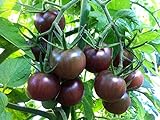 30+ Black Cherry Tomato Seeds, Heirloom Non-GMO, Low Acid, Indeterminate, Open-Pollinated, Sweet, Productive, from USA photo / $3.15 ($44.68 / Ounce)