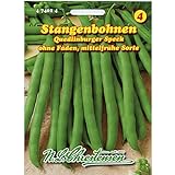 Stangenbohnen 'Quedlinburger Speck' mittelfrüh, grün, ohne Fäden foto / 2,29 €