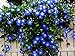 photo Blue Morning Glory Climbing Vine | 100 Seeds to Plant | Beautiful Flowering Vine