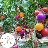 Semillas de tomate raras, 100 piezas / bolsa Semillas Ensaladas de frutas tolerantes a la sequía Semillas de jardín frescas no transgénicas para jardín foto / 0,01 €