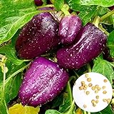 0 Pcs/sac de graines de poivre doux taux élevé de germination facile à faire pousser, facile à manipuler magnifiquement les graines de poivre de lanterne douce violette pour l'agriculture dom Gra photo / 0,01 €
