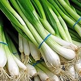 1000 Scallion Seeds, A.k.a Green Onion, Spring Onion. Grow Spring/ Late Summer/fall photo / $3.30