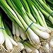 photo 1000 Scallion Seeds, A.k.a Green Onion, Spring Onion. Grow Spring/ Late Summer/fall