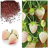 MOCCUROD 300pcs White Alpine Strawberry Fragaria Vesca Pineberry Sweet Pineapple Flavour Seeds photo / $7.99 ($0.03 / Count)