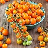 Sun Gold Hybrid Tomato Seeds (40 Seed Pack) photo / $6.49